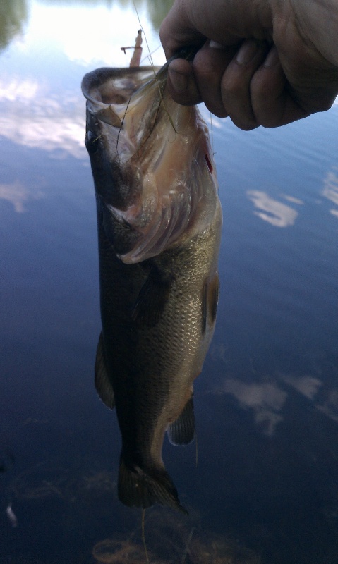 8” Curl Tail Grub, Fluke,Striped Bass,Cod,Blues, Musky,Pike