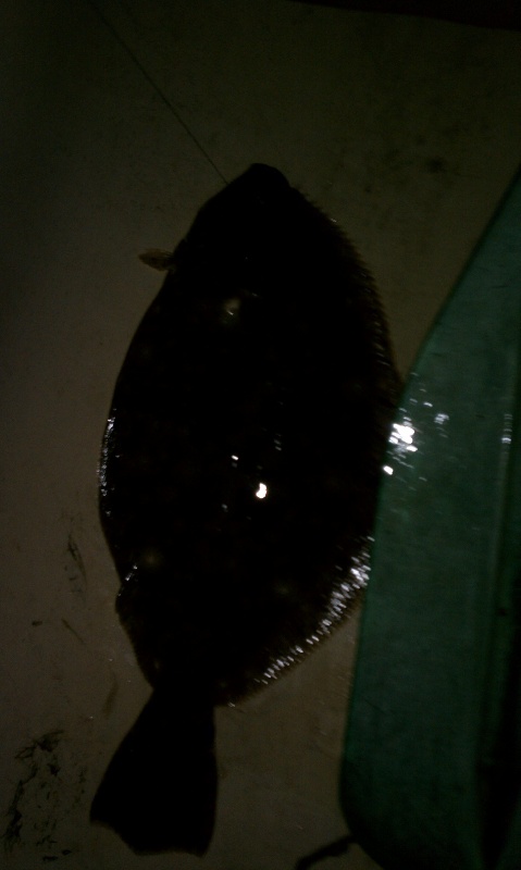 3.6lb flounder