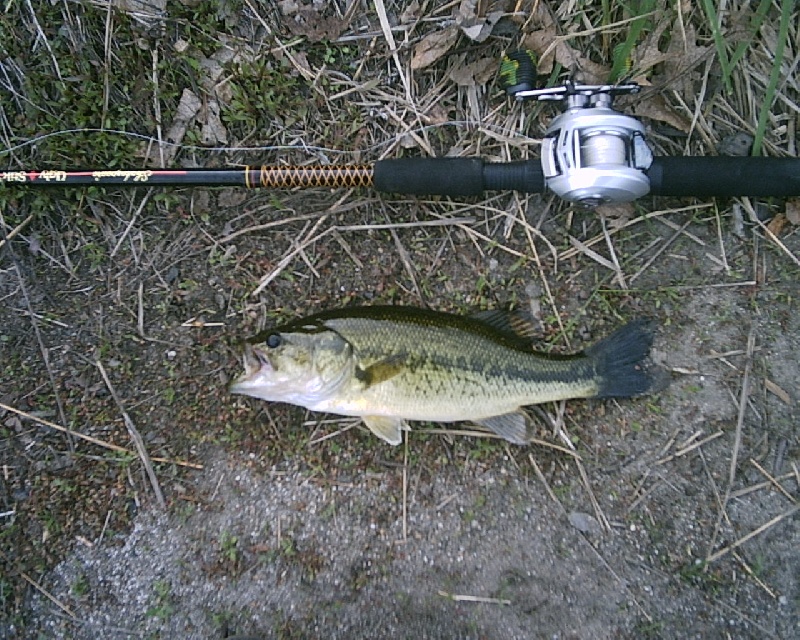 5-8-08 - Lake Maspenock - 4th of 12 fish