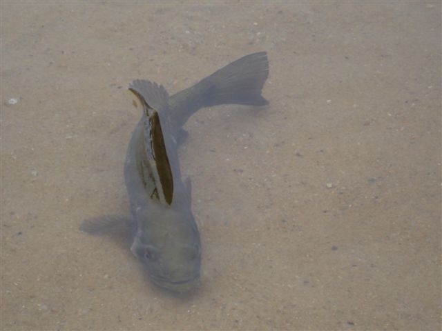 One of the Smallies just after weigh in release