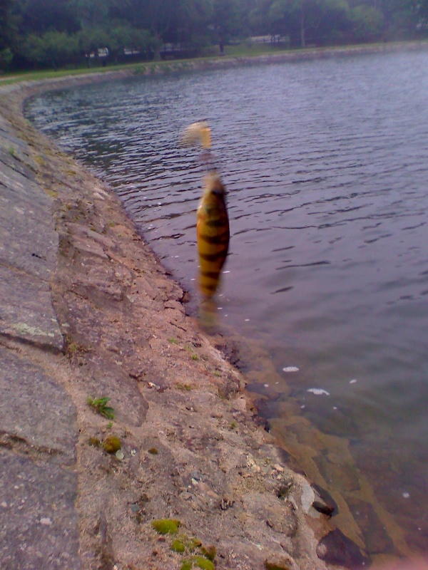 6/30/09 - Brookline Reservoir near Brookline