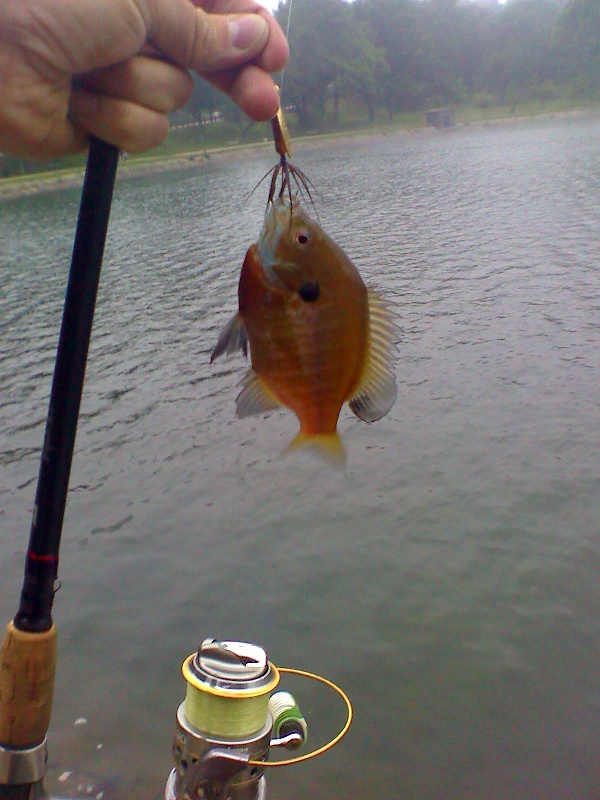 Fishing near Brookline in Norfolk County, Massachusetts - MA Fish