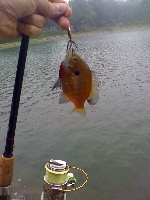 6/30/09 - Brookline Reservoir  Fishing Report