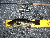 7/20/09 - Turner Pond - Walpole, MA Fishing Report