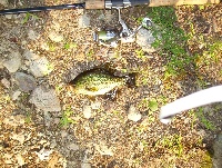 8/4/09 - Sudbury River - Sudbury, MA Fishing Report