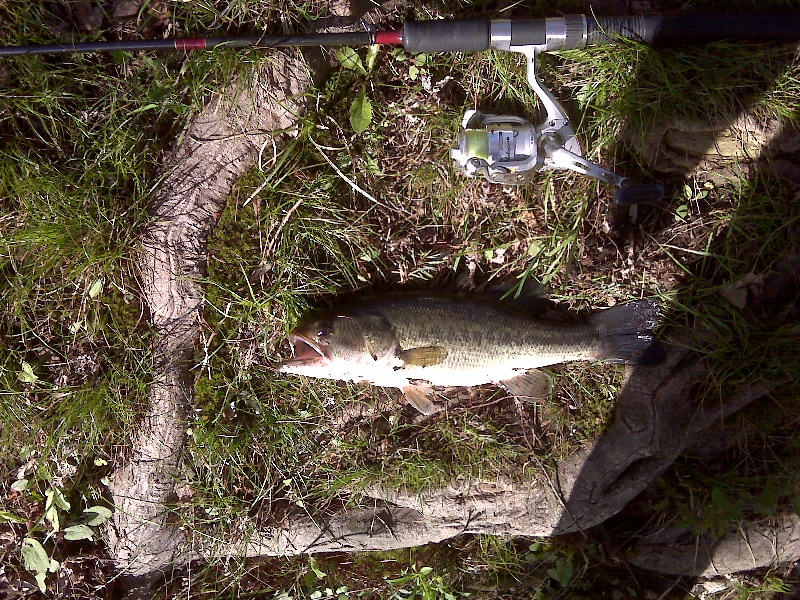 Wedge Pond Fishing - MA Fish Finder