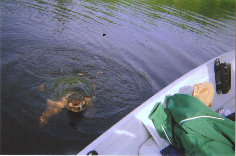 J-Bass's Snapper August 2010 Photo of the Month Vote