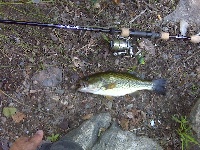 7/15/10 - Sudbury Reservoir - Southboro, MA Fishing Report