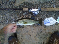 8/26/11 - Sudbury Reservoir - Southboro, MA Fishing Report