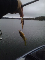 10/1/11 - Avid Anglers @ Mashpee-Wakeby - Mashpee, MA