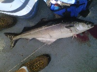 9/3/12 - Captain's Fishing Parties Charter - Plum Island Fishing Report