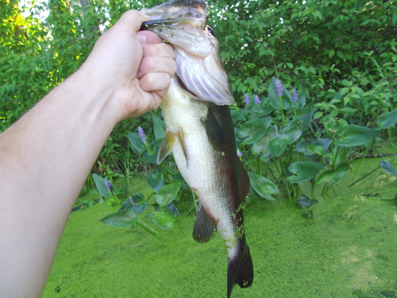 Fat hog in skinny water