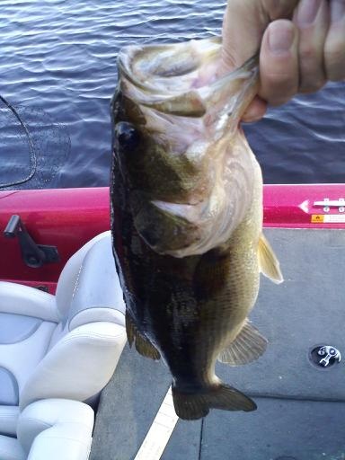 Around 2lbs