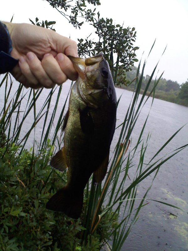 Mill Pond Dink