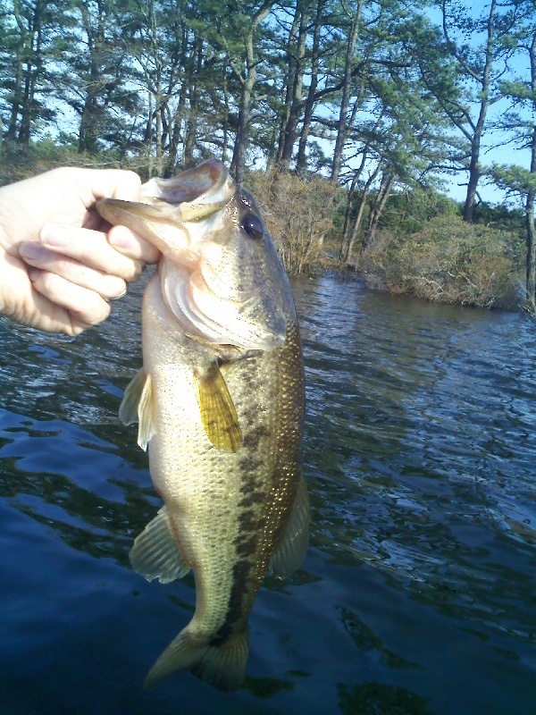 Brush Hog in flooded brush