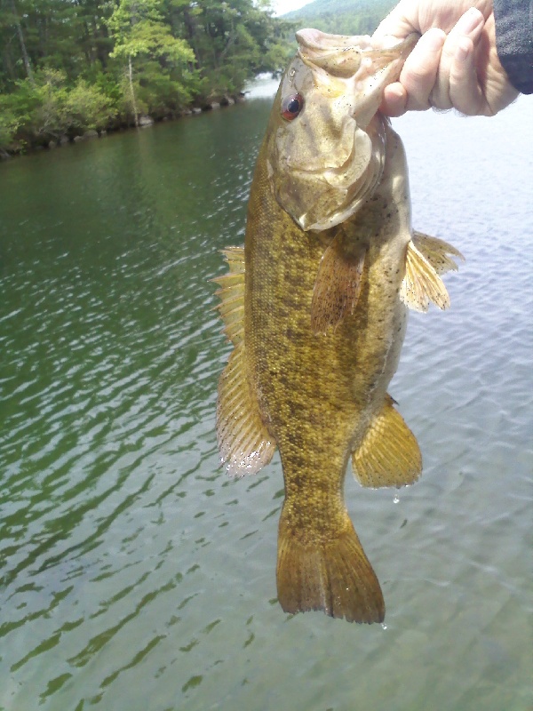 An "average" fish near Methuen