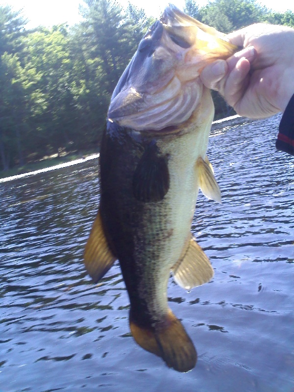 3 pounder also on the buzzbait. 