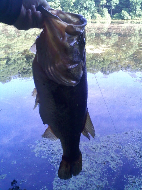 7lb 4oz Pig on the frog near Granby