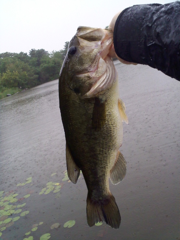 3lb 9oz - First Slammer fish 