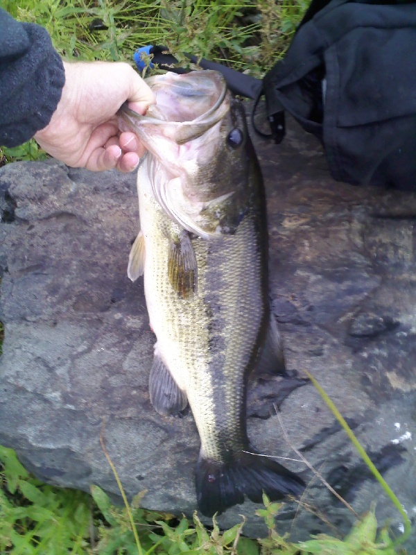 3lb 8oz - First fish on the new rod