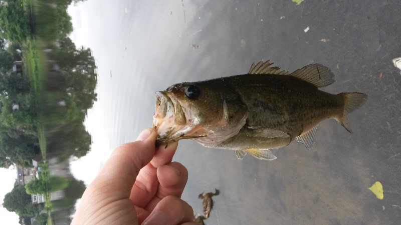 Ell pond bass near Melrose