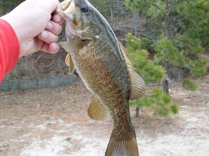 Smallies