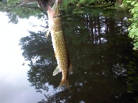 Lonely pond on rt 27 Fishing Report