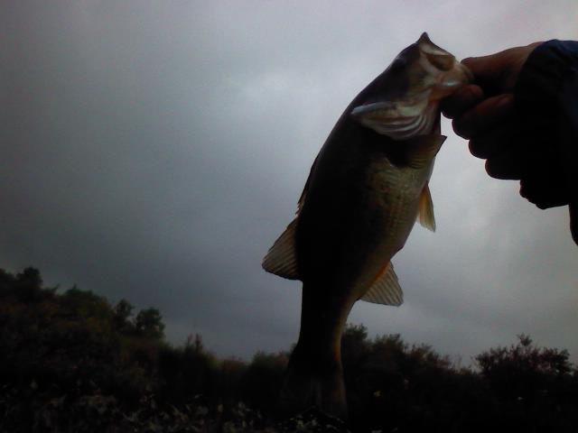 second fish