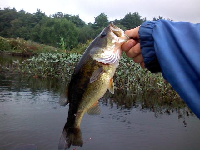 first fish