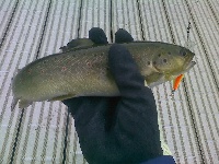 Rainy Day Fishing