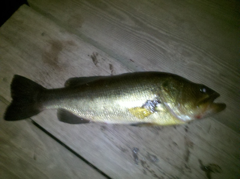 Nice Bass