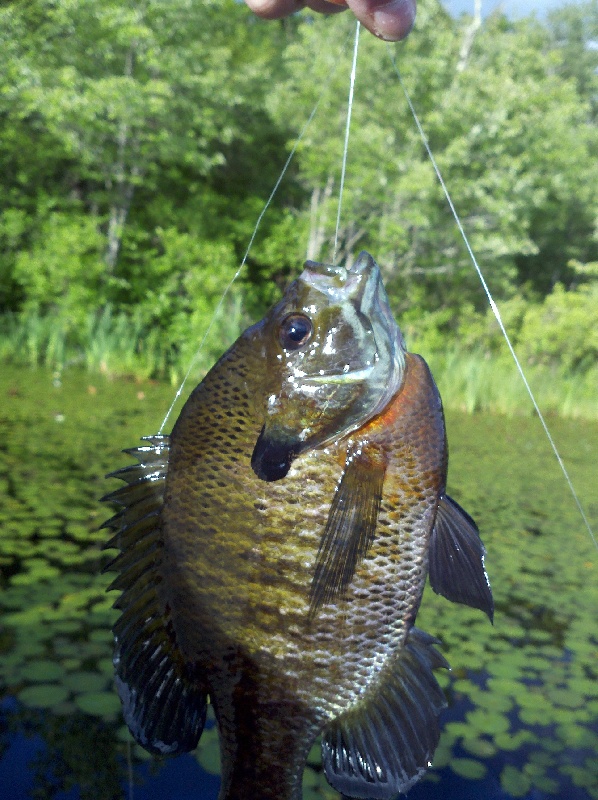 Bluegill