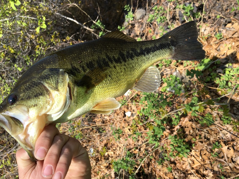 Lunch break Bass