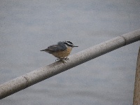 Fishing on the Yellow Bird