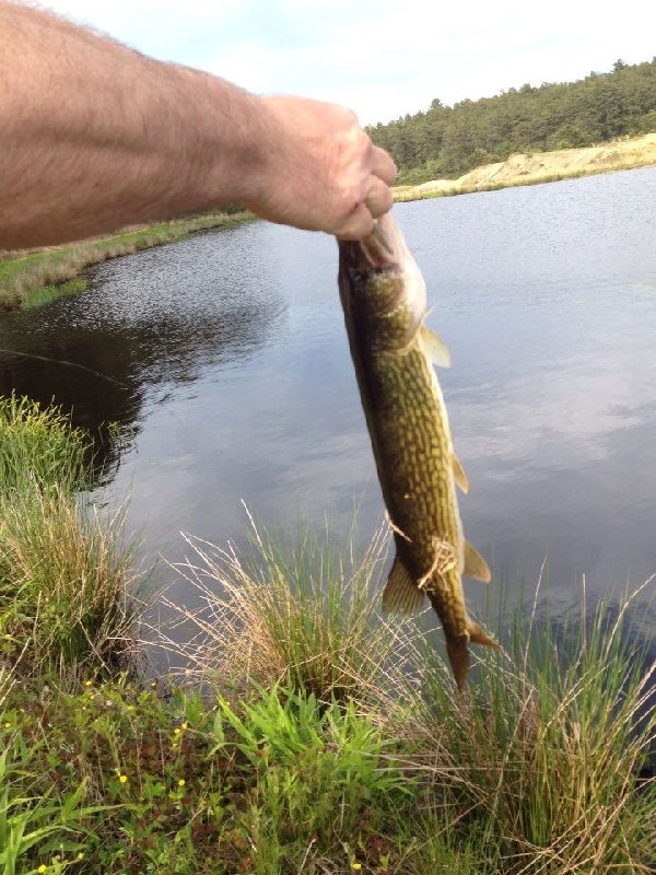 25" pickerel