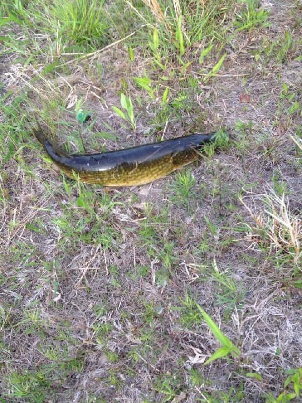 24" pickerel