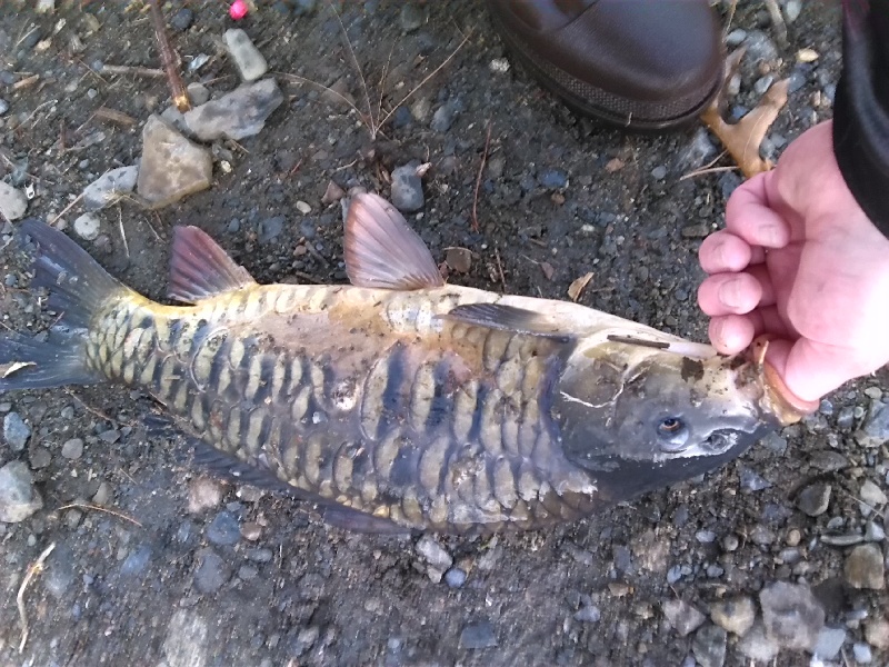 Muskie Adventure Tours "Carping with Chowder"