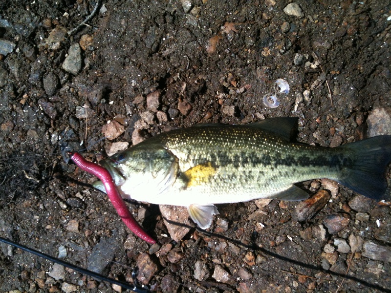 first bass 2012