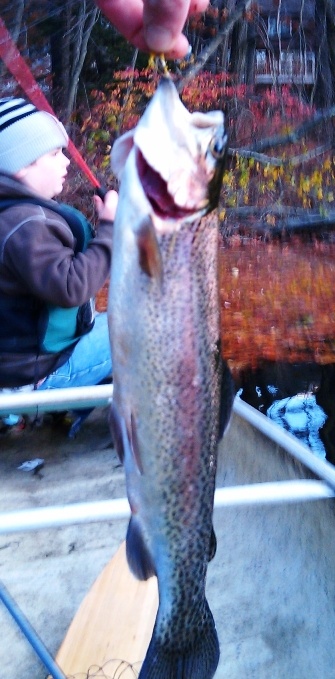 Rainbow Trout