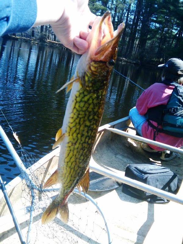 more pickerel