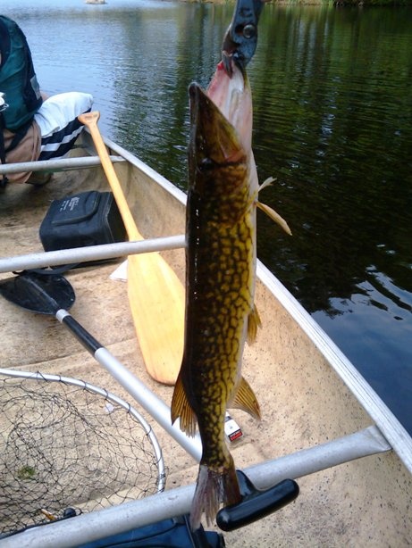 pickerel