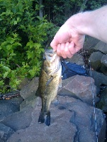 06/12/09 - Cochituate South - Natick, MA Fishing Report