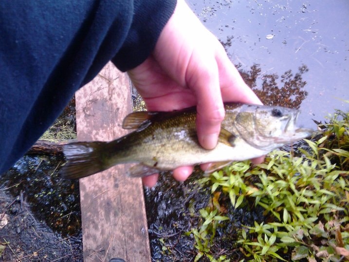 baby largemouth near Natick