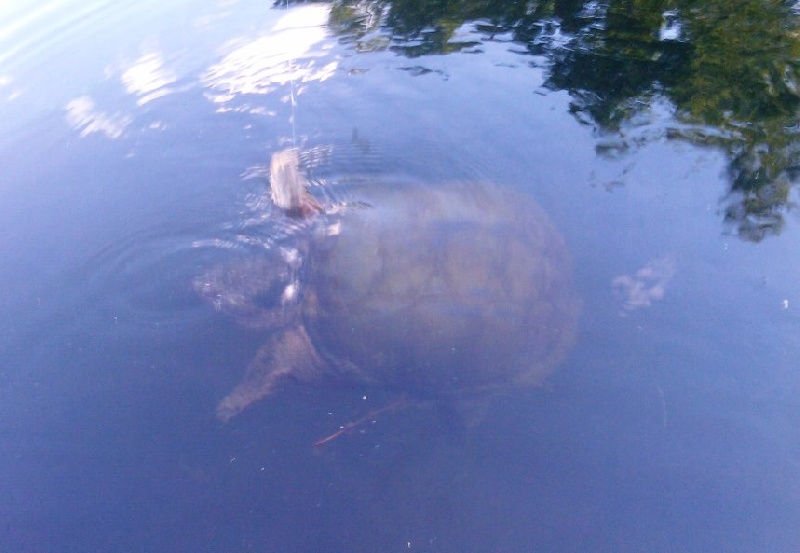 monster turtle