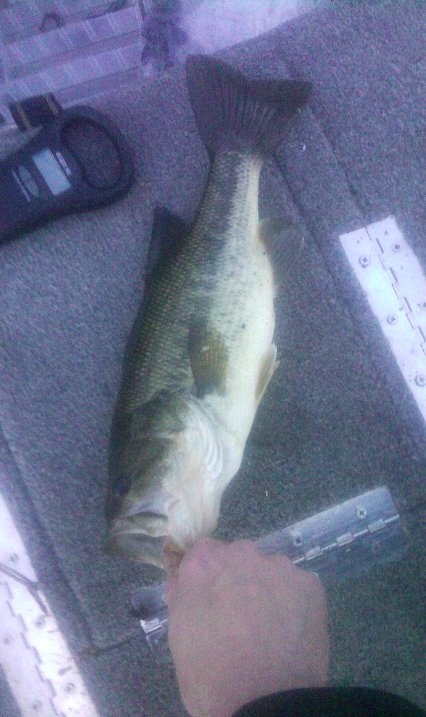 largemouth 1