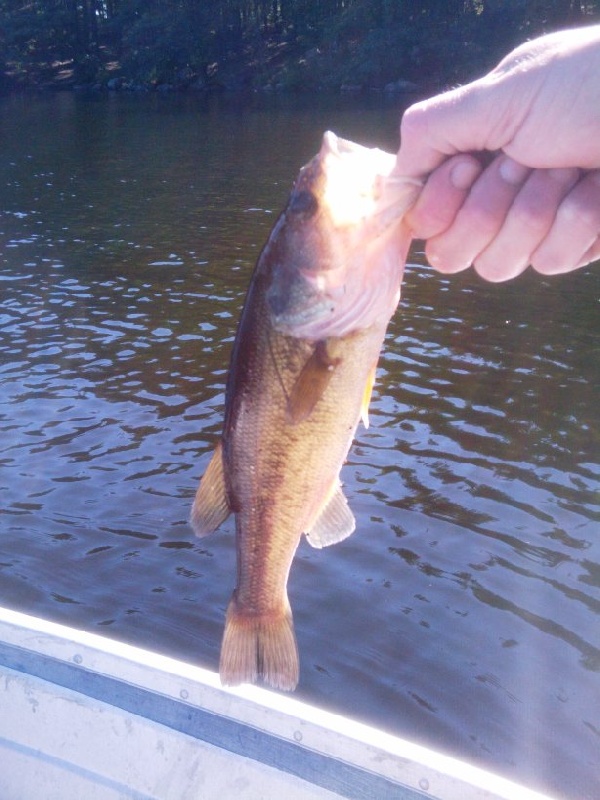 bass near Ashland