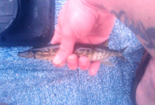 baby pickerel