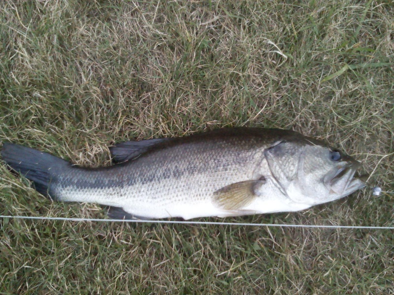 Largemouth 1