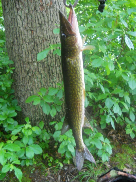 Same Pickerel