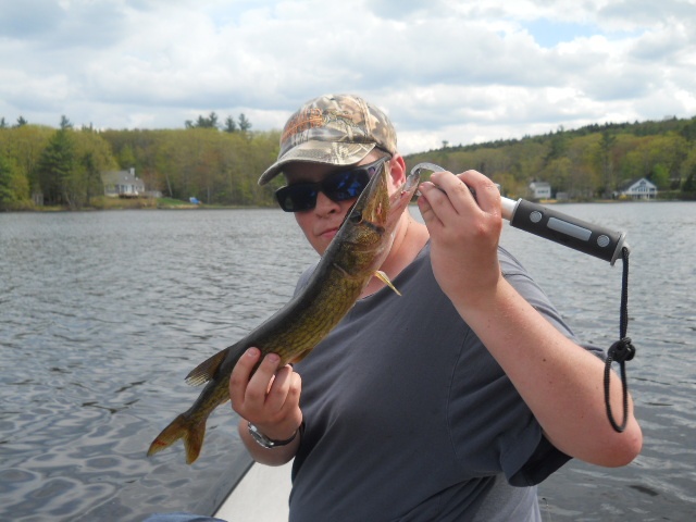 Smaller Pickerel